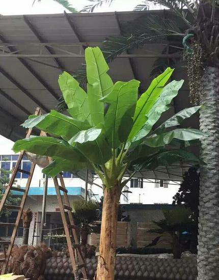 如今的人养花都喜欢新玩意，院里种了一盆香蕉树，香蕉长得好