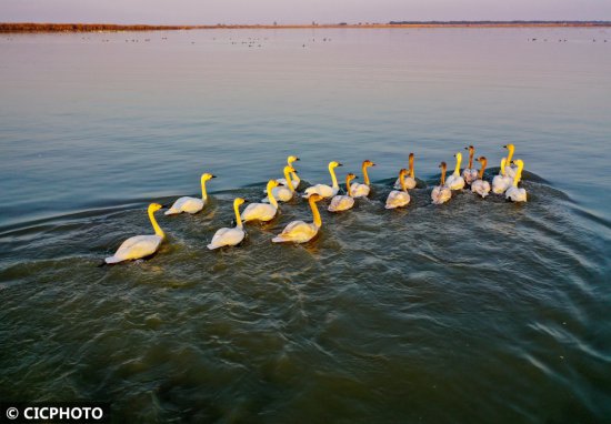 湖北武汉：湿地候鸟舞翩跹