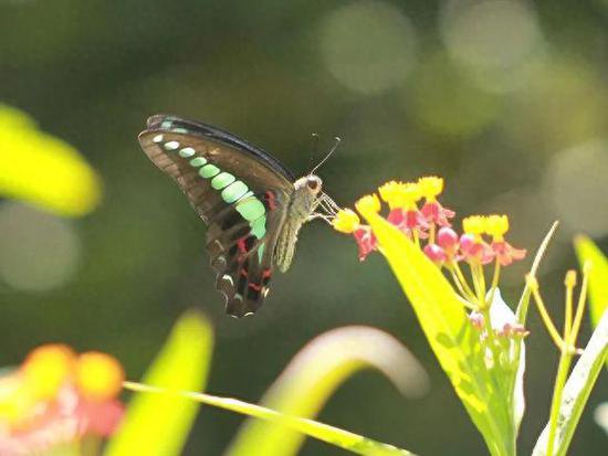 上海秋季的常见蝴蝶，你认识哪些？一起来鉴赏