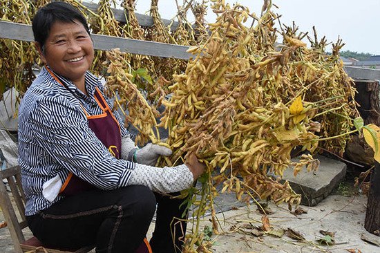 自贡荣县种植22万亩大豆预计收获大豆3万吨