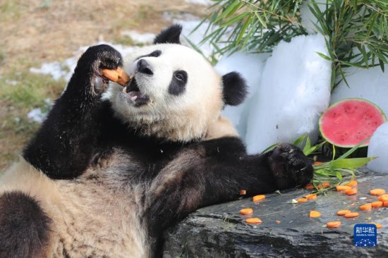 比利时出生的大熊猫双胞胎庆祝<em>三岁</em>生日