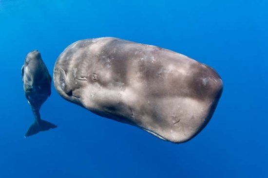 为什么<em>鲸鱼</em>和海豚能抵抗癌症？科学家在它们的DNA中，找到了...