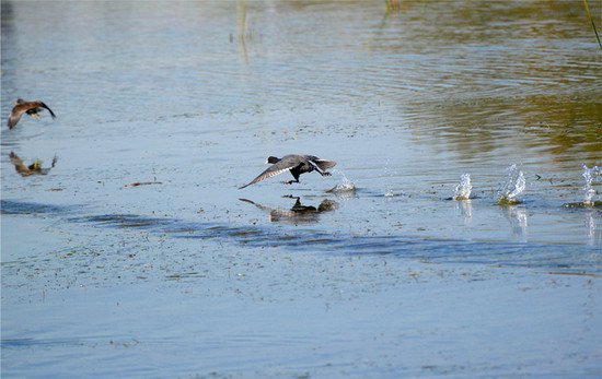 会游泳的“鸡”首次现身巢湖半岛花塘河公园
