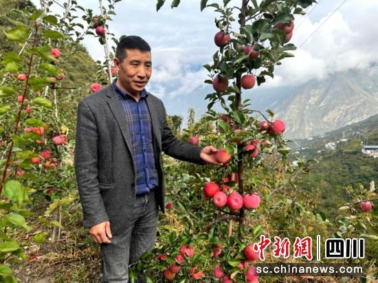 汶川县威州镇：成功试种高密植纺锤形苹果获丰收