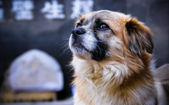 将中华<em>田园</em>犬移出禁养目录，背后的真问题是什么
