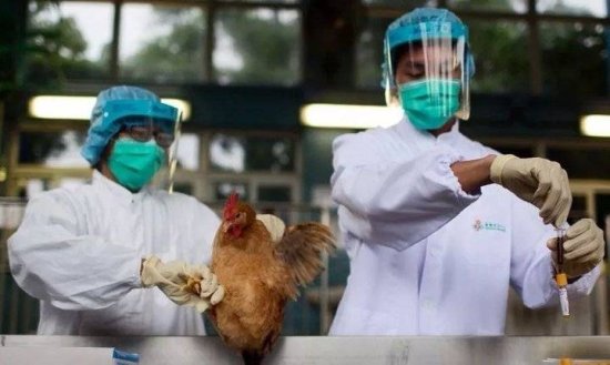 <em>人感染</em>H5N8<em>禽流感</em>，我们还能不能快乐吃鸡？
