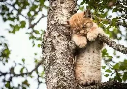 路人发现树上有只熟睡“小花豹”，原来是只大睡猫