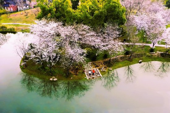 理解<em>城市</em>｜湖北武汉：樱花树下的“赏花经济”