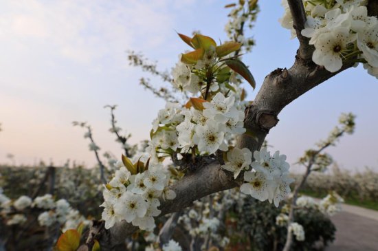 绝美！600多亩梨园，近4万株梨树花开如雪！就在金山→