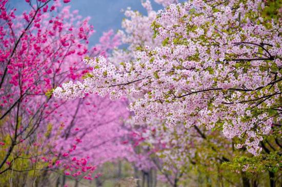 安徽巢湖：300多亩樱花次第盛开