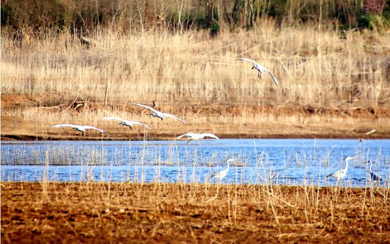 十堰郧阳湖湿地公园吸引候鸟结队栖息