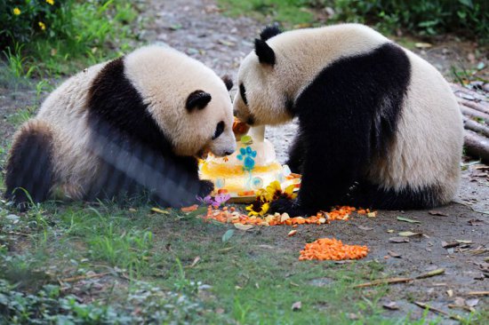 成都：大熊猫“和花”和“和叶”庆祝<em>三周岁生日</em>