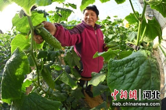 河北昌黎：暖棚蔬菜种出百姓致富新希望