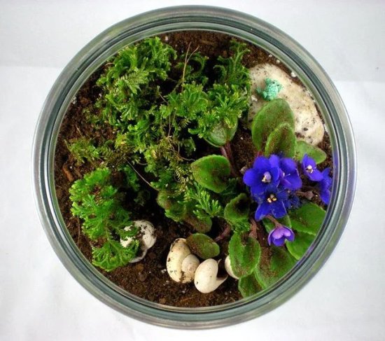 用玻璃容器布置桌面微型植物景观，手把手教你如何养<em>好</em>