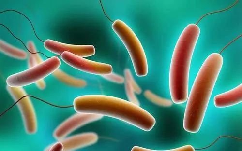 小肠细菌过度生长是<em>怎么回事</em>？应该如如何治疗？