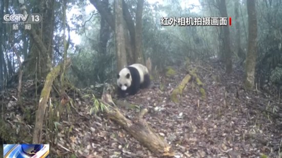 半月内拍到三只野生大熊猫<em>活动视频</em> 四川瓦屋山生态环境持续向好