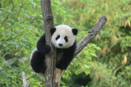中国金币总公司大熊猫捐赠认养仪式在雅安举行