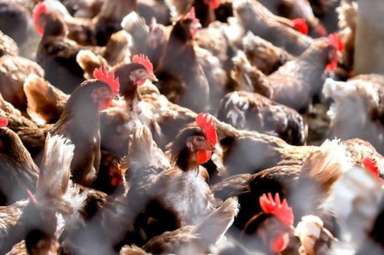 联合国机构称禽流感持续暴发对人类构成风险