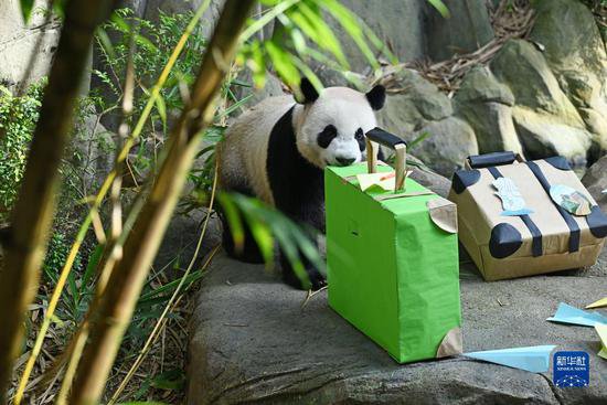 新加坡河川生态园为大熊猫“叻叻”举行<em>欢送会</em>
