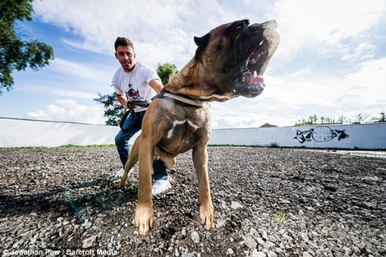 两英国人训练<em>最勇猛</em>护卫犬可卖出2万英镑高价