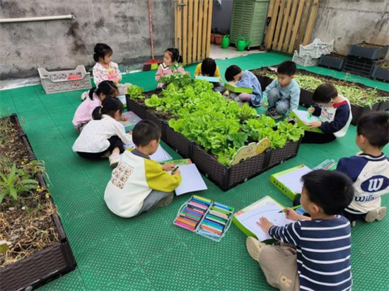 龙南市杨村镇中心幼儿园开展生菜写生活动