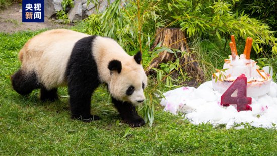 在德国出生的大熊猫双胞胎迎来4岁生日