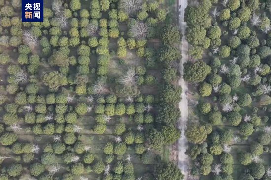 2023年上海新增森林面积6.7万亩 多举措为公众义务植树提供便利