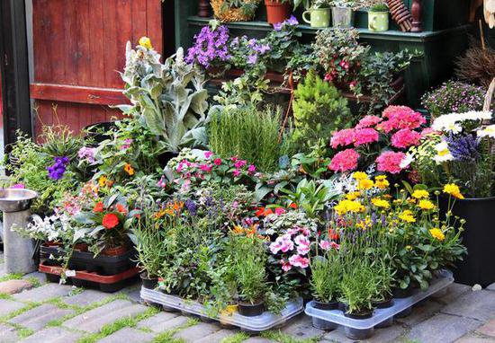告别单调！<em>种</em>上这13款神奇花卉，让你的院子焕然一新！