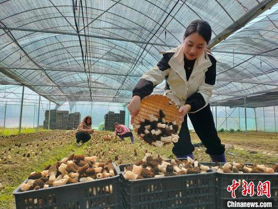 （乡村行·看振兴）江西修水解锁农业发展新模式 助力农户喜增收
