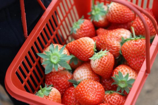 河南沁阳又迎<em>一年草莓</em>收获季 农家旅游增添好去处