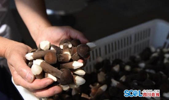 视频丨可以生吃的蘑菇 让叙永县麻城镇805户贫困户脱贫奔康