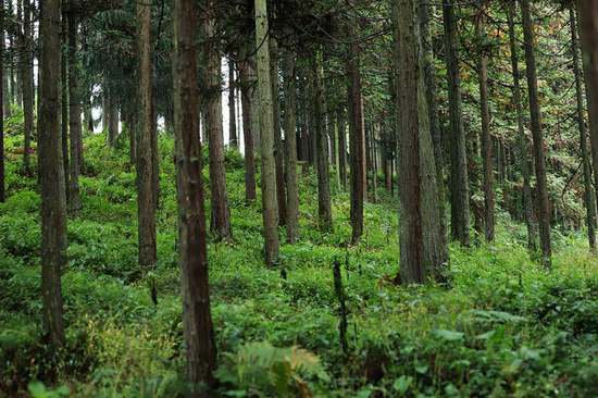 高质量发展调研行 | “林下经济”护了生态 鼓了“口袋”