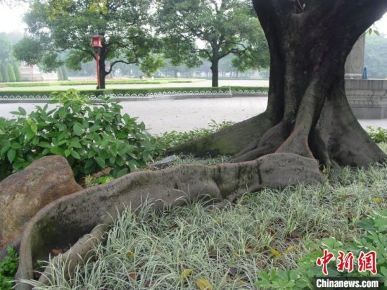 广州中山纪念堂古树名木增至11株