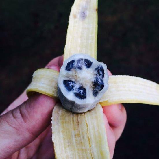 <em>为什么</em>香蕉头有个黑色的<em>小疙瘩</em>？它可以吃吗？| 趣问万物