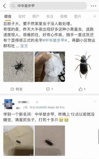 北京多小区出现同一种小虫？专家释疑，防虫方法