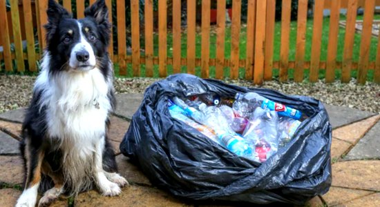 国外<em>牧羊犬</em>帮助清理街道垃圾 一年捡1000多个塑料瓶