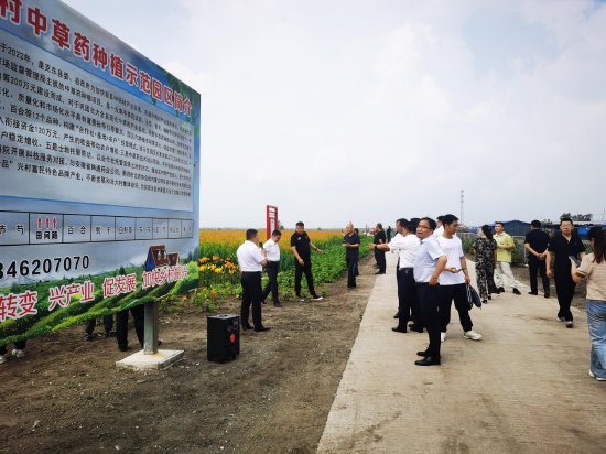克东县展望村 发展道地药材产业 促进农民持续增收