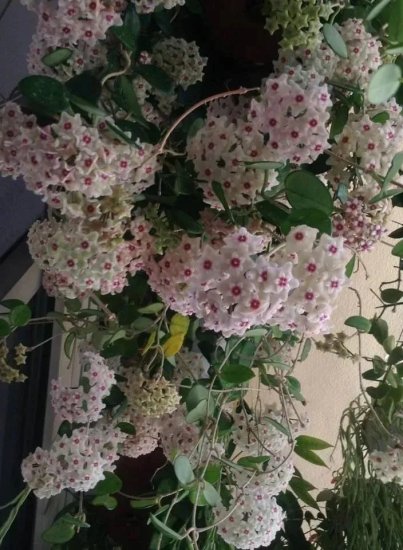 4种耐半阴的室内吊盆花卉，每天有些许阳光就能正常开花