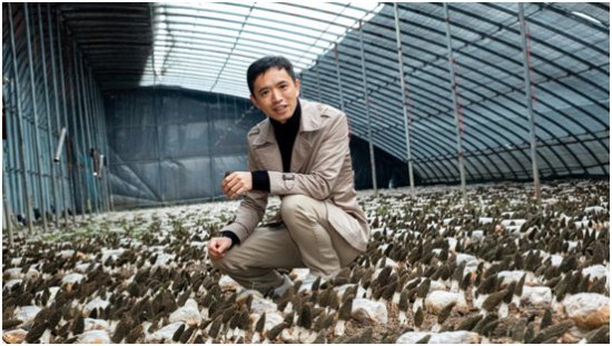云南：发挥生态优势 做强羊肚菌产业
