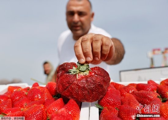 以色列农民<em>种</em>出世界上最重<em>草莓 一</em>颗重289克