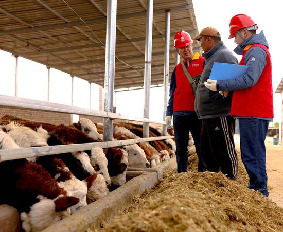电助力 让牛养殖企业“犇”发活力