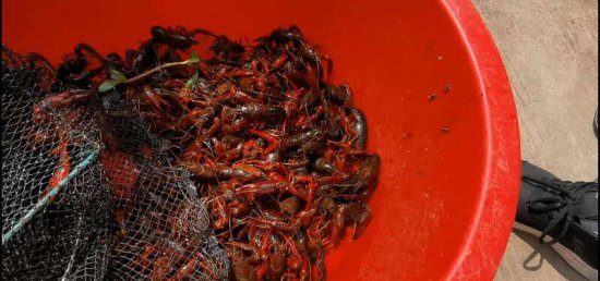<em>上海</em>海洋大学师生养殖的小<em>龙虾</em>将于9月底上市