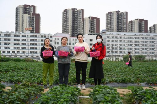 “ 学插花 送温暖 摘草莓” 女建设者们欢乐过节