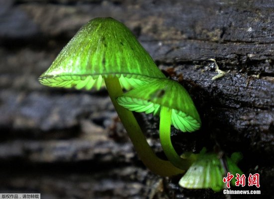 <em>日本</em>和歌山现“发光”蘑菇 暗夜中发出绿光