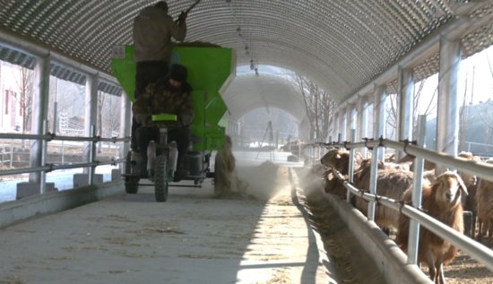 特克斯县<em>哈萨克</em>羊繁育基地迎来春羔生产高峰