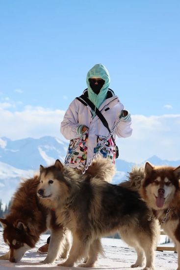 看图！阿拉斯加雪橇犬入驻喀拉峻野雪公园~
