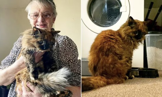 英国小猫即将迎来32岁生日，或是在世最长寿猫，吉尼斯欢迎她
