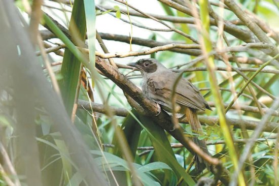新版陆生野生动物名录发布 京城鸟类再增12个物种