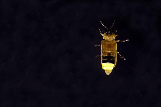 这种<em>昆虫</em>为何<em>能</em>发光？一起来看科学家研究拍摄的绚目萤火虫