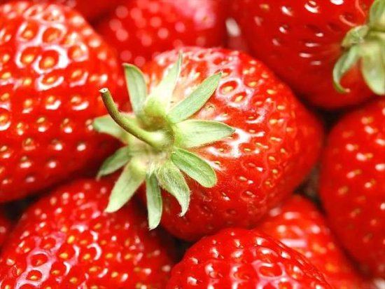 尚尧<em>草莓</em>采摘节开始啦！<em>冬天</em>的第一颗<em>草莓</em>你吃了吗？